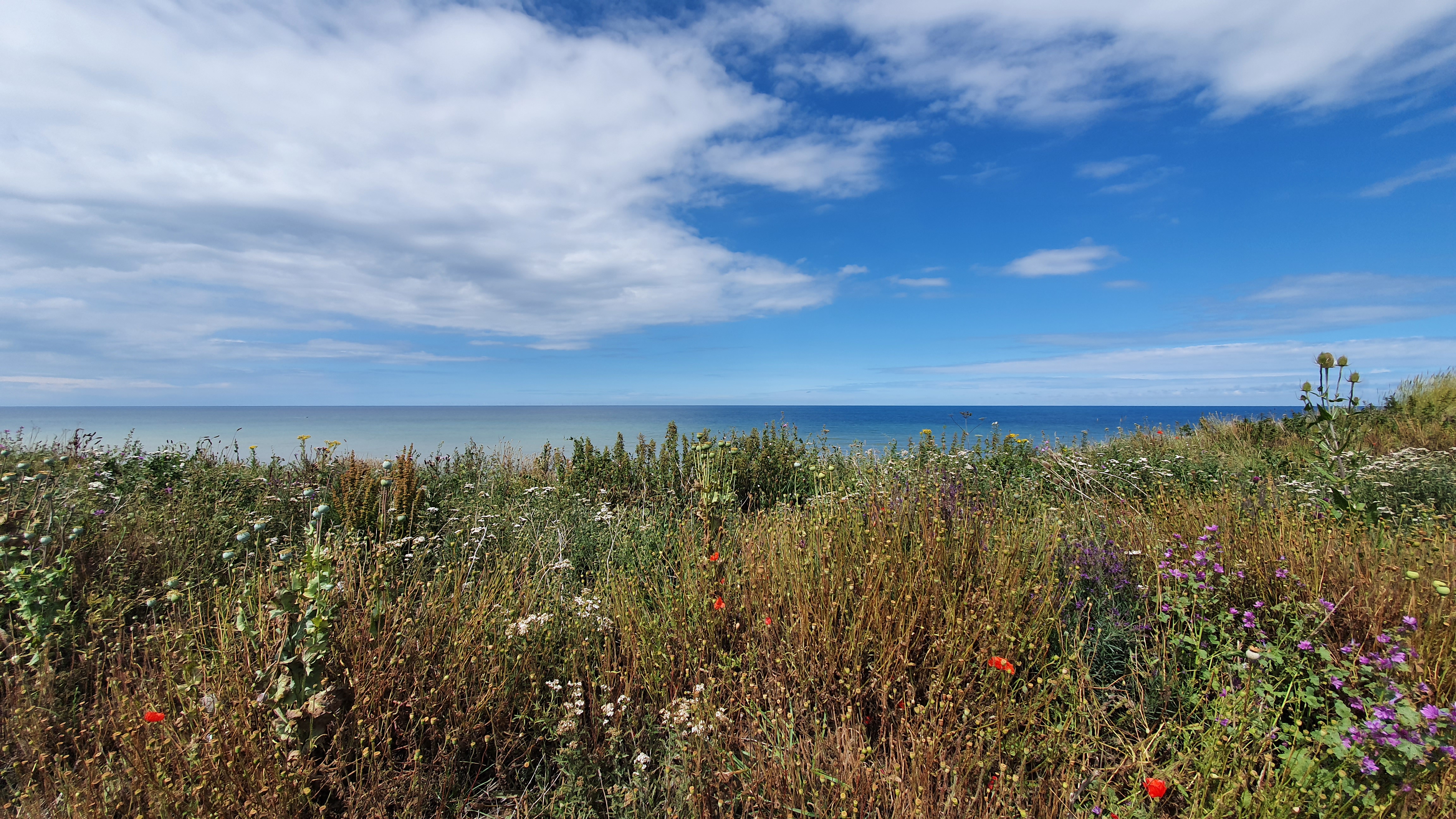 the sea over poppies