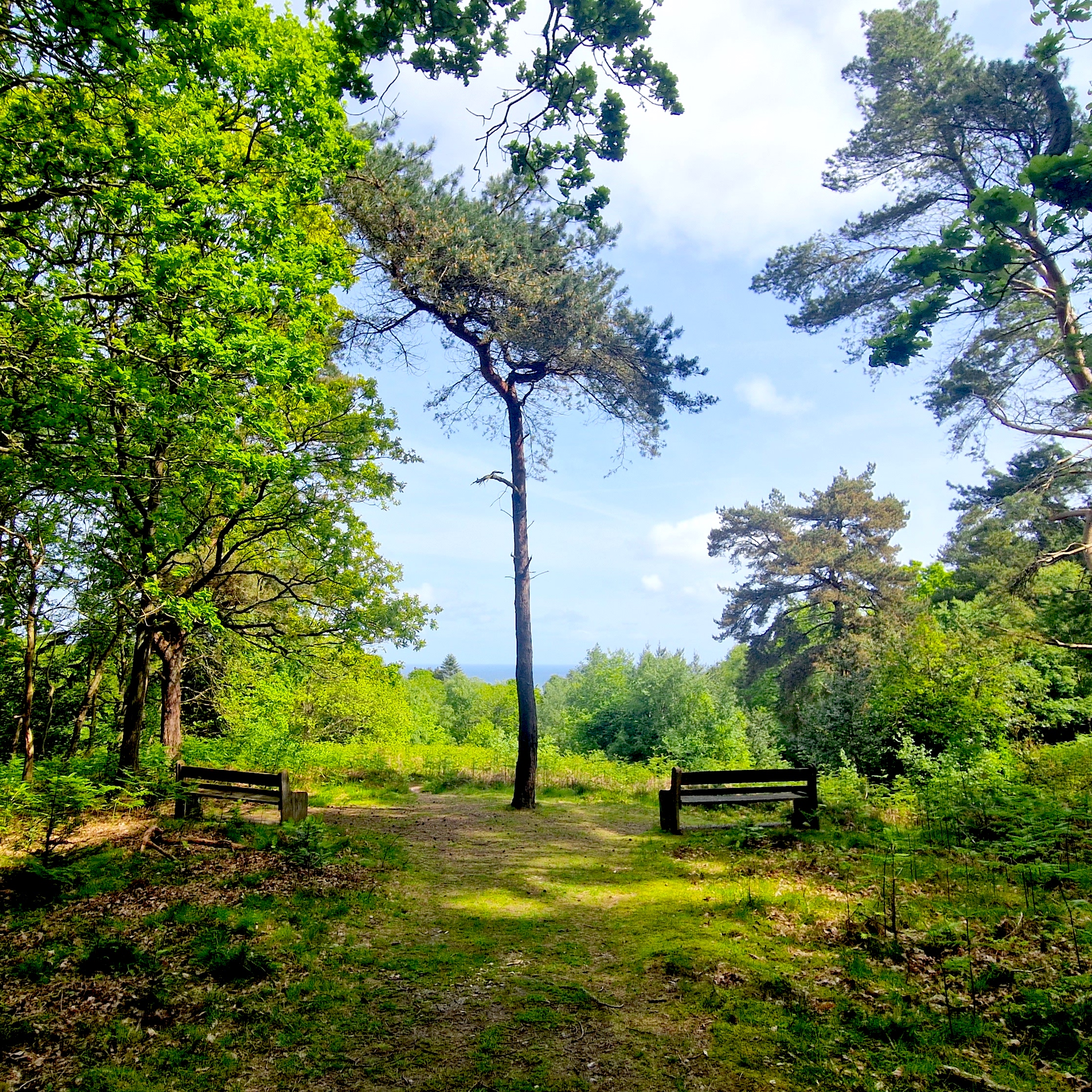 the view of the sea from the woods